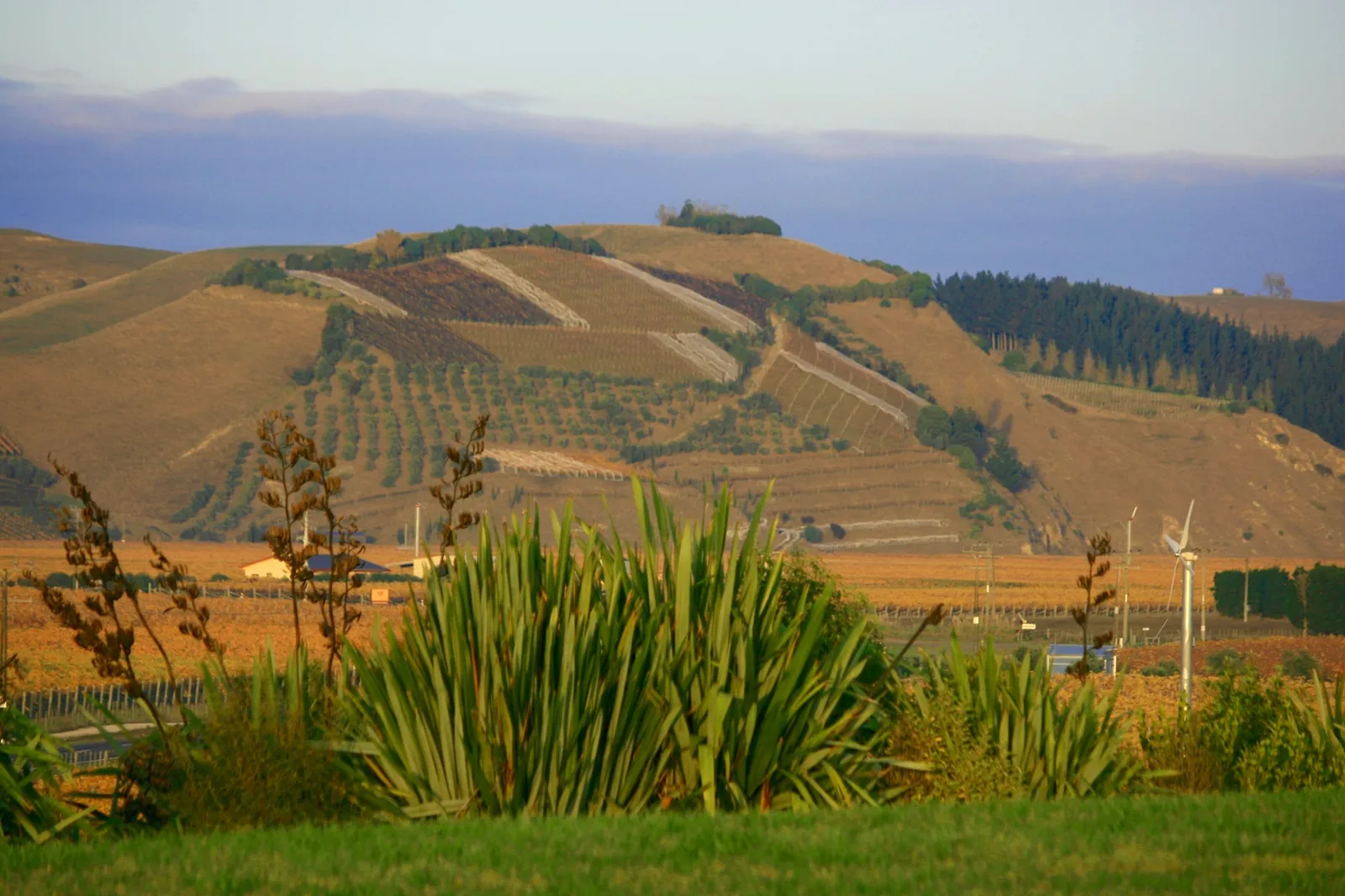 Hawke's Bay wine country landscape